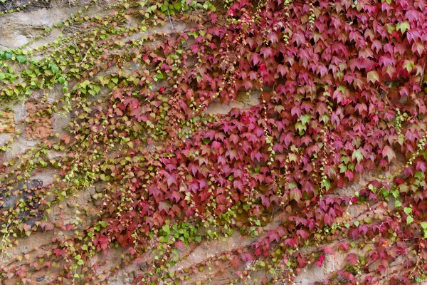 Parede Coberta Com Folhas Uva Silvestres Vermelhas Verdes — Fotografia de Stock