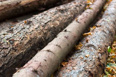 Ormandaki ağaçlar, ahşap yığını günlüğe kaydeder, çapraz çizgiler dokulu arka plan