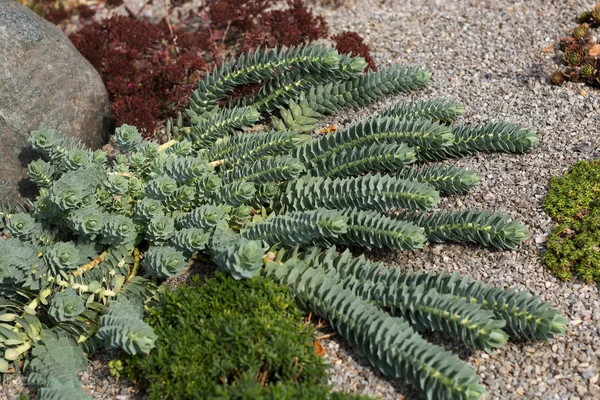 Suculentas Tobogán Alpino Plantadas Jardín Piedras —  Fotos de Stock