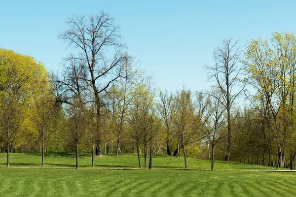 Green grass and trees in city park landscape