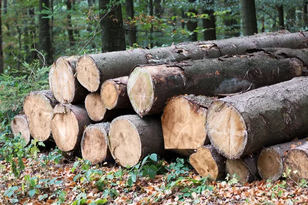 在林区的伐木现场的一堆原木 许多被砍掉的树干 — 图库照片