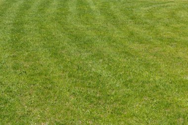 Yeşil çim taze kesilerek biçilmis çim doku desenli arka plan