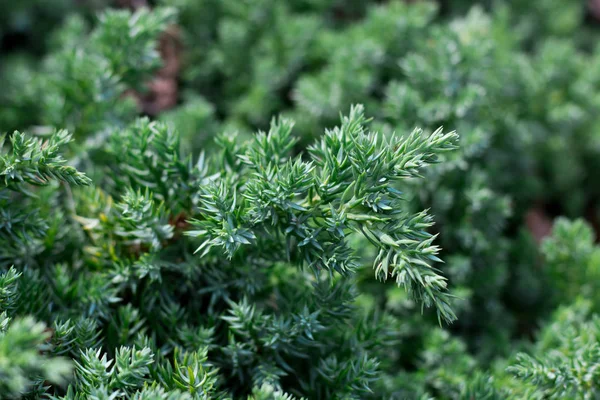 Branch Juniper Tree Textured Nature Background — Stock Photo, Image