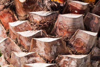 Palmiye ağacı gövde detayları