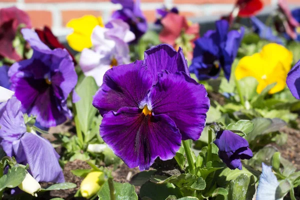 Kék pensies virágok virágos háttér — Stock Fotó