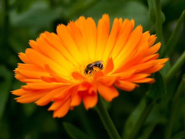 Bright Orange Flower Marigold Calendula Officinalis honey plant — Stock Photo, Image