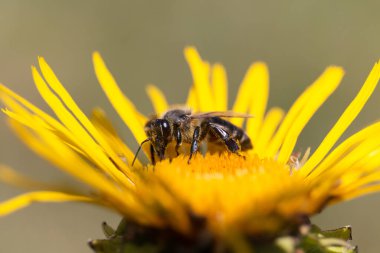 Sarı çiçekteki arı bir polen toplar. Apis mellifera. Yakın çekim.