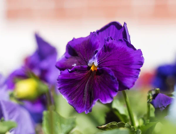 Pansy Plant Blue Flower Close Seup Viola Kiss Quick — стоковое фото