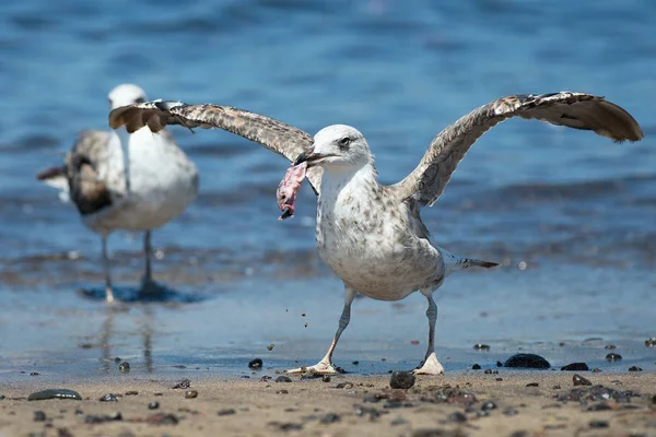 Seagull Eating Fish Sea Hungry Concept — Stock Photo, Image