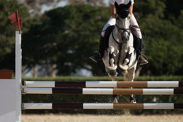 Cavalo De Baía Com Garota De Jóquei Pulando Sobre Um Obstáculo. Um