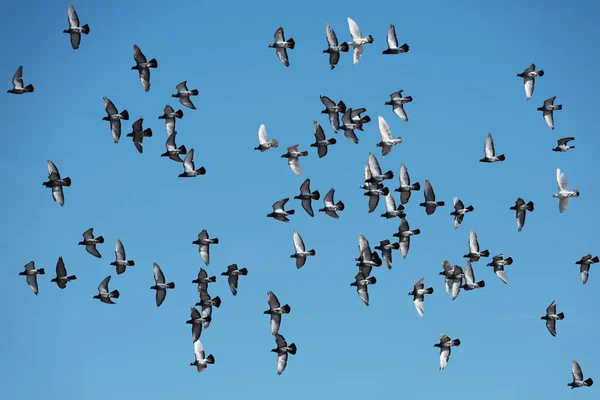 Flock Postal Pigeons Flight Blue Sky — Stock Photo, Image