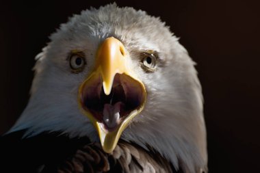 American eagle açık Gaga, portre ak kuyruklu kartal ile