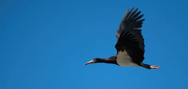 Black Stork Ciconia Nigra Flight Blue Sky — Stock Photo, Image
