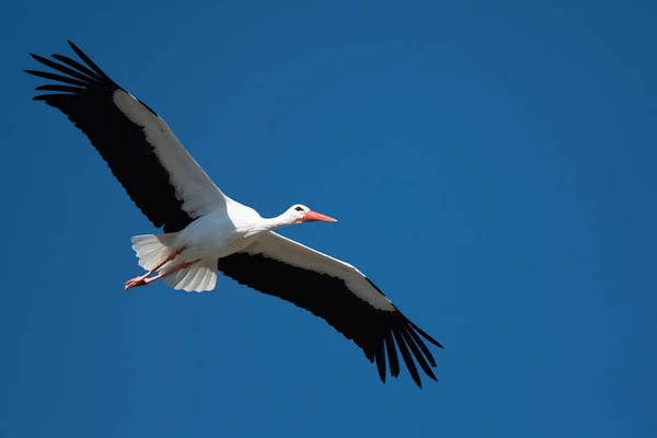 Flying Stork Blue Sky Stork Flying Nature Ciconia Ciconia — Stock Photo, Image