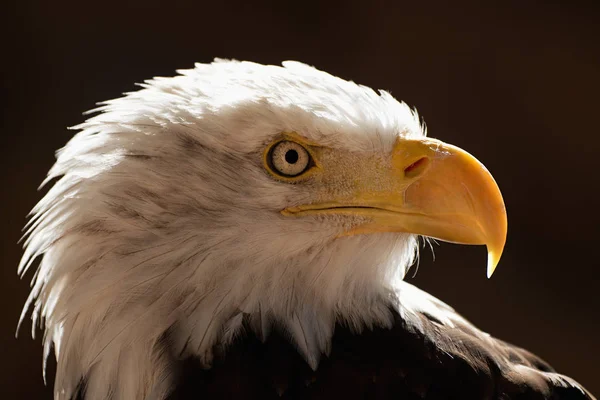 Portrait white-tailed eagle bald eagle, national american prey bird on the black wallpaper