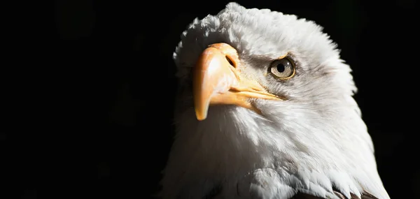 Portrét Orel Bělohlavý Národní Americký Dravých Pták Černou Tapetu — Stock fotografie