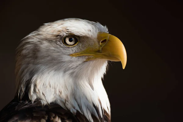 Portret Zeearend Bald Eagle Nationale Amerikaanse Prooi Vogel Het Zwarte — Stockfoto