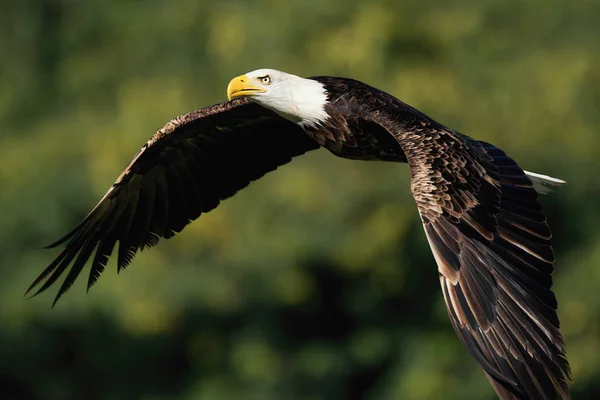 Bald Eagle Vliegen Buurt Van Bos Haliaeetus Leucocephalus — Stockfoto