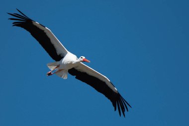 Leylek leylek (Ciconia ciconia doğada uçan mavi gökyüzü altında uçan)
