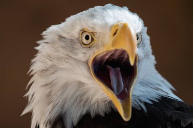 American eagle açık Gaga, portre ak kuyruklu kartal ile