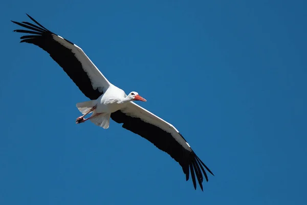 Vliegende Ooievaar Onder Blauwe Hemel Ooievaar Vliegen Natuur Ciconia Ciconia — Stockfoto