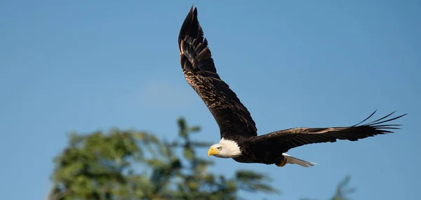 Bald Eagle Vliegen Onder Blauwe Lucht Vliegen Natuur Ciconia Ciconia — Stockfoto