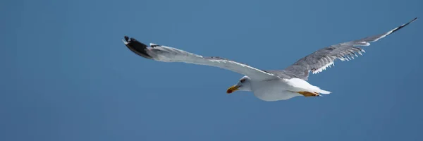 Seagull Hovers Deep Blue Air Gorgeous Flight Bird Blue Sky — Stock Photo, Image