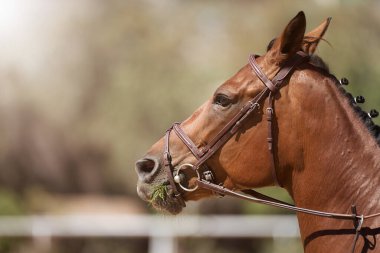 Çayırda çim çiğneyen at kafası