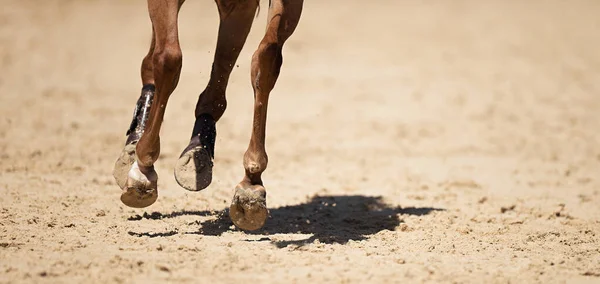 Het Paard Loopt Zandweg Het Detail Van Hoeven — Stockfoto