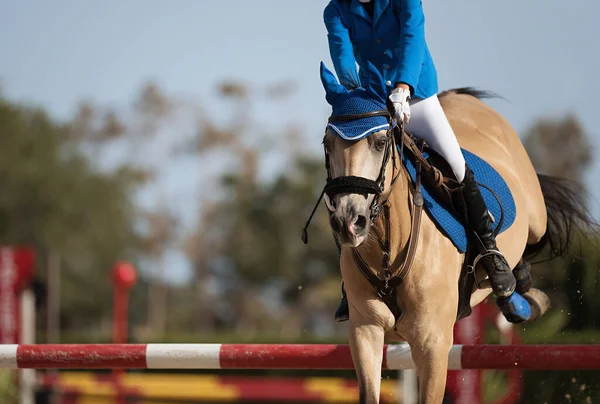 Спортивная Лошадь Перепрыгивает Через Барьер Препятствии — стоковое фото