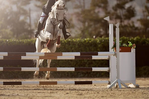 Caballo Deportivo Saltando Sobre Una Barrera Una Carrera Obstáculos —  Fotos de Stock