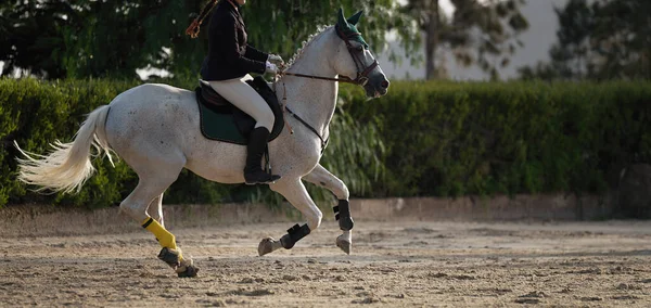 Cavaleira Num Cavalo Branco Equestrianismo Corridas Cavalos — Fotografia de Stock