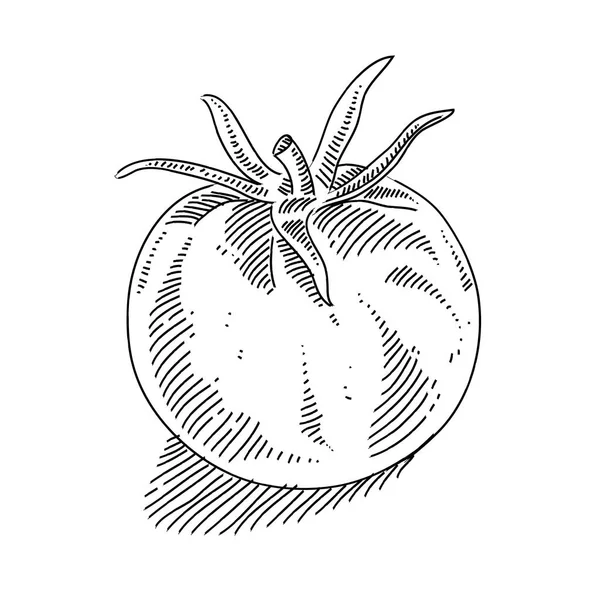 Tomate Orgánico Estilo Boceto Sobre Fondo Blanco Ilustración Vectorial — Vector de stock