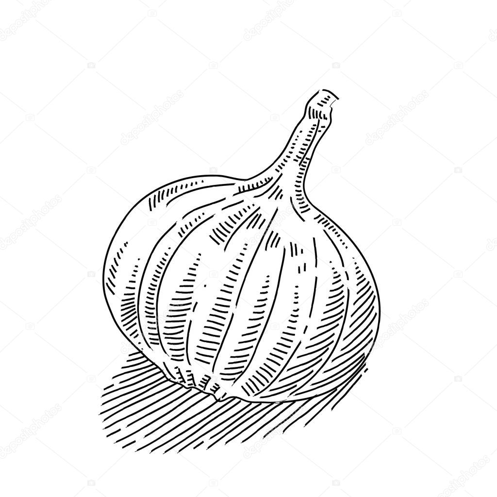 organic garlic in sketch style on white background, vector illustration