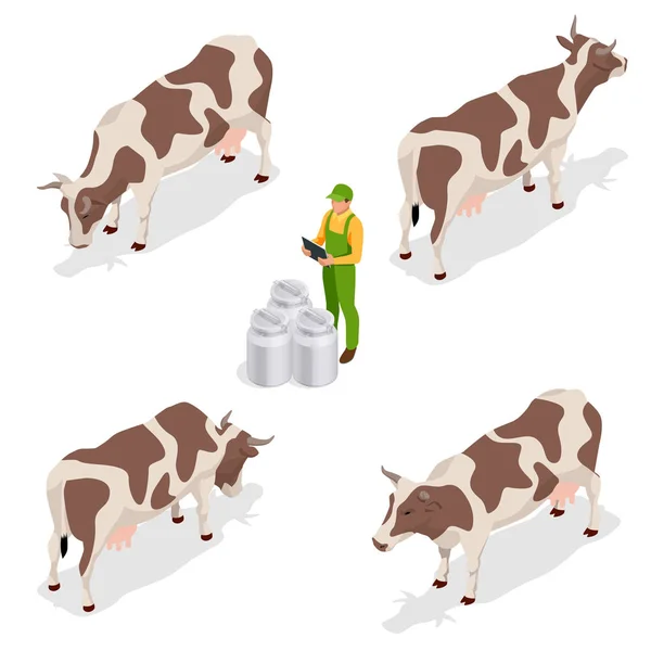 Ισομετρικό κοπάδι γαλακτοκομικών βοοειδών. Συλλογή αγελάδων. Απομονωμένη σε λευκό φόντο. — Διανυσματικό Αρχείο