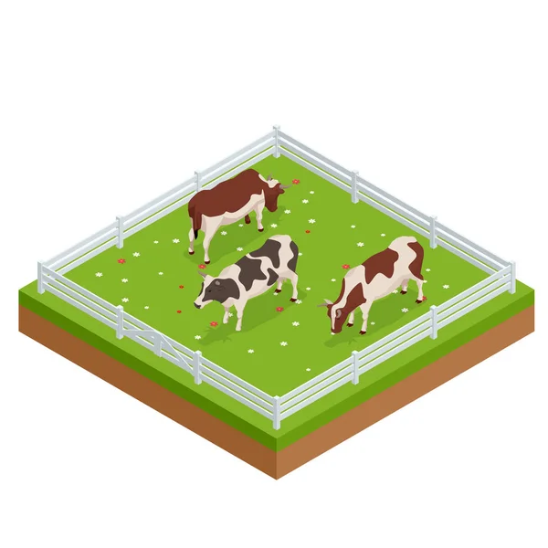 Vacas marrones y blancas isométricas en un campo herboso en un día brillante y soleado. Conjunto de ganado lechero. Recogida de vacas . — Vector de stock