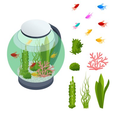 Tatlı Su Akvaryumu 'ndaki Isometric Japon Balığı ve Sualtı Elementleri, Balık, Mercan, Yeşil Bitkili Tropikal, Beyaz Arkaplanda İzole Taşlar.