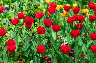 Güzel renkli lale bahçesinde - seçici odak