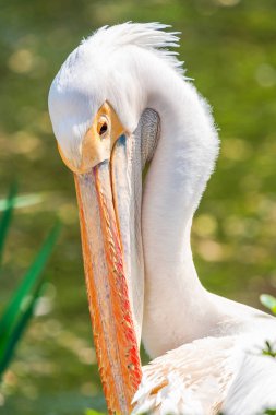 Bir göl - portre ile seçici odak tarafından dinlenme Pelikan (Pelecanus)