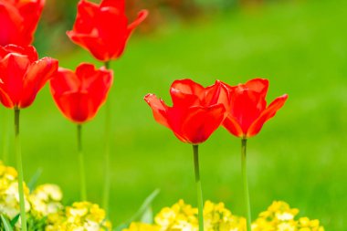 Güzel kırmızı lale bahçesinde - closeeup seçici odak ile