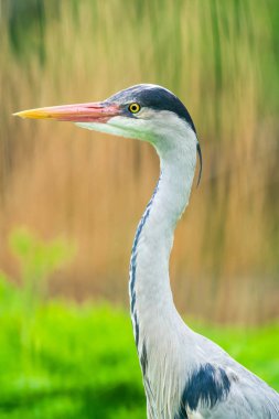 Heron (Ardeidae) parkta - seçici odak ile yakın plan