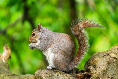 Gri sincap (Sciurus carolinensis) fındık yiyor - seçici bir odak ile yakın plan