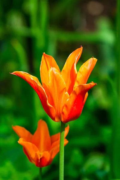 Hermoso Tulipán Rojo Jardín Closeeup Con Enfoque Selectivo — Foto de Stock