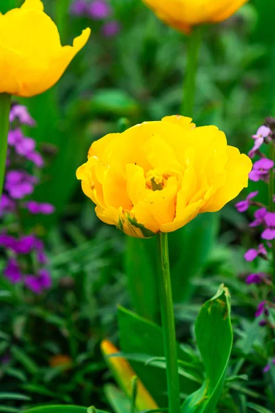 Krásné Žluté Tulipány Zahradě Closeeup Selektivní Ostření — Stock fotografie