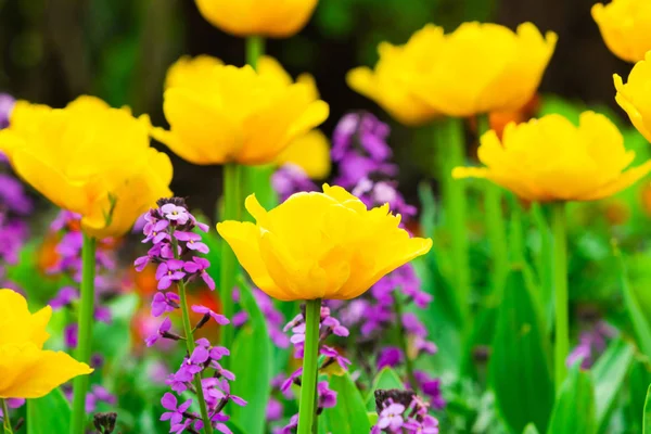 Krásné Žluté Tulipány Zahradě Closeeup Selektivní Ostření — Stock fotografie