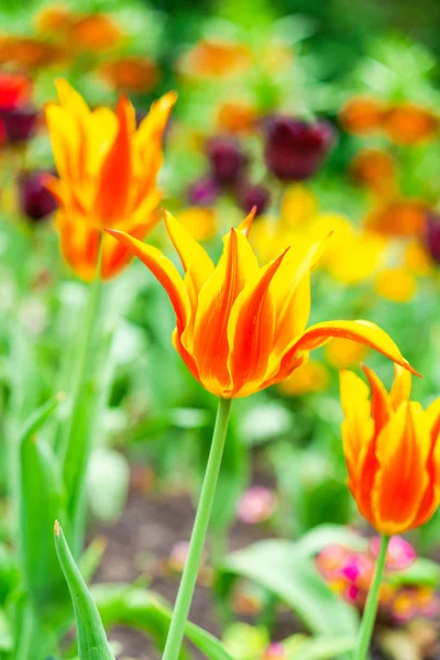 Krásné Barevné Tulipány Zahradě Closeeup Selektivní Ostření — Stock fotografie