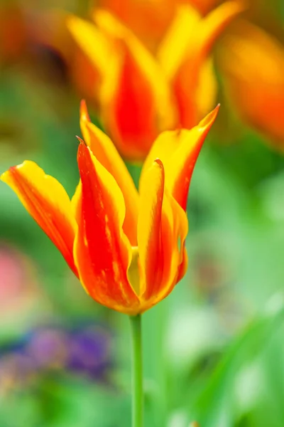 Bellissimo Tulipano Colorato Giardino Primo Piano Con Messa Fuoco Selettiva — Foto Stock