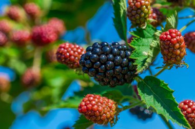 Bush - closeup seçici odak ile olgunlaşma böğürtlen