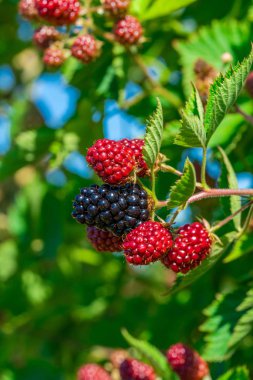 Bush - closeup seçici odak ile olgunlaşma böğürtlen