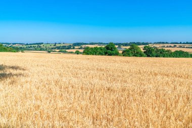 Sahada, büyüyen buğday Middlesex, İngiltere'de yaz. 